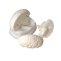 Модель мозга в разрезе - «globural.ru» - Саратов