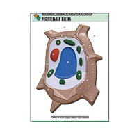 Рельефная таблица "Растительная клетка" (формат А1, матовое ламинир.) - «globural.ru» - Саратов