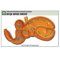 Рельефная таблица "Желудок жвачного животного" (формат А1, матовое ламинир.) - «globural.ru» - Саратов