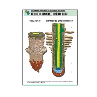 Рельефная таблица "Внешнее и внутреннее строение корня" (формат А1, матовое ламинир.) - «globural.ru» - Саратов