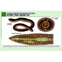 Рельефная таблица "Внутреннее строение дождевого червя" (формат А1, матовое ламинир.) - «globural.ru» - Саратов