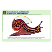 Рельефная таблица "Внутреннее строение брюхоногого моллюска" (формат А1, матовое ламинир.) - «globural.ru» - Саратов