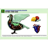 Рельефная таблица "Внутреннее строение голубя" (формат А1, матовое ламинир.) - «globural.ru» - Саратов