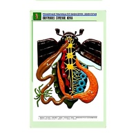 Рельефная таблица "Внутреннее строение жука" (формат А1, матовое ламинир.) - «globural.ru» - Саратов