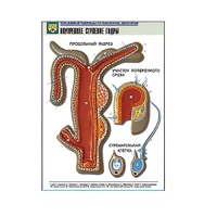 Рельефная таблица "Внутреннее строение гидры" (формат А1, матовое ламинир.) - «globural.ru» - Саратов