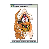 Рельефная таблица "Внутреннее строение кролика" (формат А1, матовое ламинир.) - «globural.ru» - Саратов