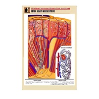 Рельефная таблица "Почка. Макро-микростроение" - «globural.ru» - Саратов