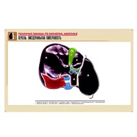 Рельефная таблица "Печень. Висцеральная поверхность" (формат А1, матовое ламинир.) - «globural.ru» - Саратов