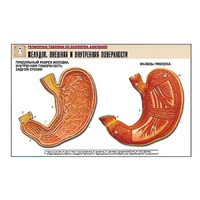 Рельефная таблица "Желудок. Внешняя и внутренняя поверхности" (формат А1, матовое ламинир.) - «globural.ru» - Саратов