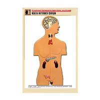 Рельефная таблица "Железы внутренней секреции" (формат А1, матовое ламинир.) - «globural.ru» - Саратов