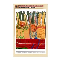 Рельефная таблица "Ворсинка кишечная с сосудом" (формат А1, матовое ламинир.) - «globural.ru» - Саратов