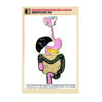 Рельефная таблица "Пищеварительный тракт" (формат А1, матовое ламинир.) - «globural.ru» - Саратов