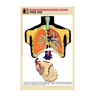 Рельефная таблица "Строение легких" (формат А1, матовое ламинир.) - «globural.ru» - Саратов