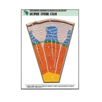 Рельефная таблица "Клеточное строение стебля" (формат А1, матовое ламинир.) - «globural.ru» - Саратов