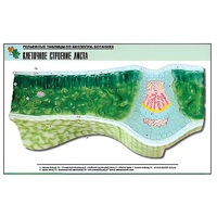 Рельефная таблица "Клеточное строение листа" (формат А1, матовое ламинир.) - «globural.ru» - Саратов