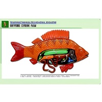 Рельефная таблица "Внутреннее строение рыбы" (формат А1, матовое ламинир.) - «globural.ru» - Саратов