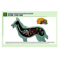 Рельефная таблица "Внутреннее строение собаки" (формат А1, матовое ламинир.) - «globural.ru» - Саратов