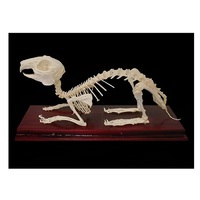 Скелет кролика - «globural.ru» - Саратов