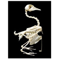 Скелет голубя - «globural.ru» - Саратов