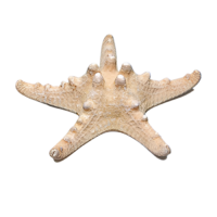 Сухой препарат "Звезда морская" (вариант 2) - «globural.ru» - Саратов