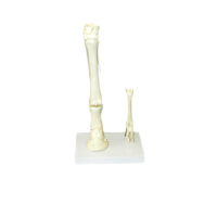 Модель "Скелет конечностей лошади и овцы" (на подставке) - «globural.ru» - Саратов