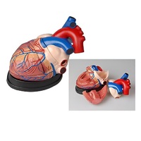 Модель сердца в разрезе (демонстрационная) - «globural.ru» - Саратов