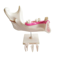 Комплект моделей - «globural.ru» - Саратов