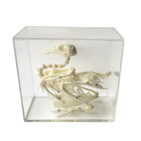 Комплект скелетов различных классов животных - «globural.ru» - Саратов