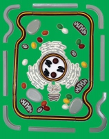 Модель-аппликация Строение клетки - «globural.ru» - Саратов