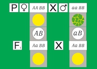 Модель-аппликация Дигибридное скрещивание. Законы Менделя. (набор из 84 карт) - «globural.ru» - Саратов