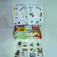 Коллекция "Семена и плоды с раздаточным материалом" - «globural.ru» - Саратов