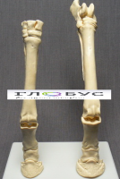 Скелет конечности лошади (передняя и задняя) на подставке - «globural.ru» - Саратов