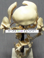 Модель "Кости черепа" (смонтированный на одной подставке) - «globural.ru» - Саратов