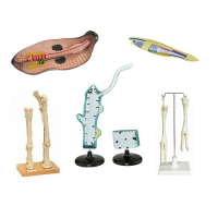 Комплект зоологических моделей демонстрационный - «globural.ru» - Саратов