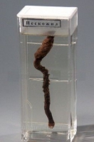 Влажный препарат «Пескожил» - «globural.ru» - Саратов