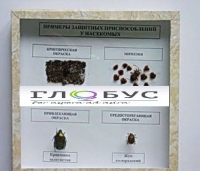 Коллекция энтомологическая "Примеры защитных приспособлений у насекомых" - «globural.ru» - Саратов