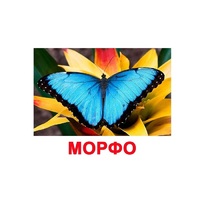 Карточки Домана "Бабочки" - «globural.ru» - Саратов