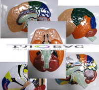 Модель барельефная "Доли, извилины, цитоархитектонические поля головного мозга" (5 планшетов) - «globural.ru» - Саратов