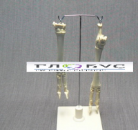 Скелет конечности овцы (передняя и задняя) на подставке - «globural.ru» - Саратов