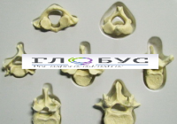 Модель Позвонки человека 7 штук - «globural.ru» - Саратов