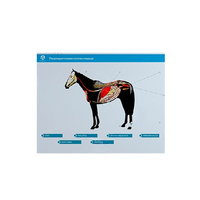 Стенд-планшет светодинамический "Изучение пищеварительной системы сельскохозяйственных животных" со сменными панелями - «globural.ru» - Саратов