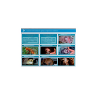 Стенд-планшет светодинамический "Изучение типических патологических процессов в организмах животных" - «globural.ru» - Саратов