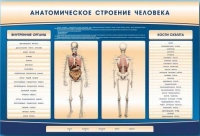 Электрифицированный стенд-тренажер c макетом скелета "Анатомическое строение человека" - «globural.ru» - Саратов