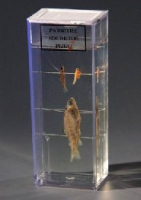 Влажный препарат Развитие костистой рыбы - «globural.ru» - Саратов