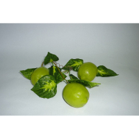 Муляж "Ветка лайма" - «globural.ru» - Саратов