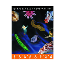 Зоология. Микрофотографии. (Цифровая база изображений) - «globural.ru» - Саратов