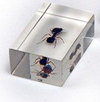 Комплект микропрепаратов для стереомикроскопа - «globural.ru» - Саратов