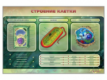 Электрифицированный стенд "Строение клетки" с маркерными полями - «globural.ru» - Саратов