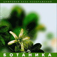 Ботаника. (Цифровая база изображений) - «globural.ru» - Саратов