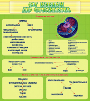 Стенд "От клетки до организма" - «globural.ru» - Саратов